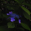 紫陽花_3