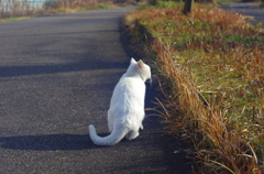 白飛びねこ_3