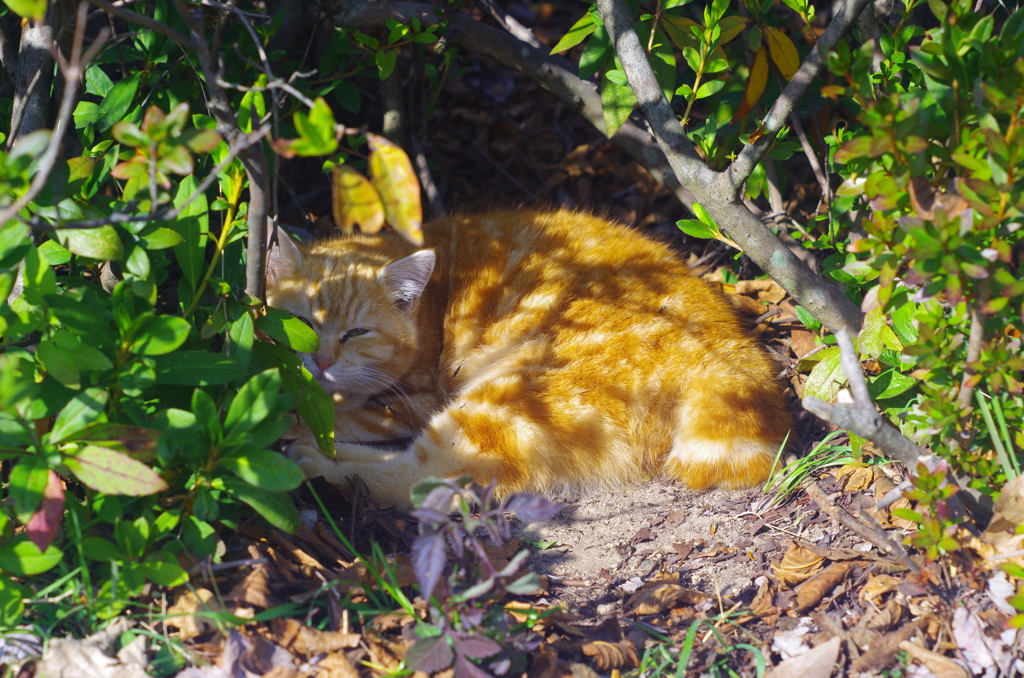 日陰ねこ_1