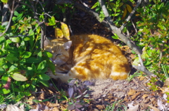 日陰ねこ_1
