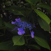紫陽花_6