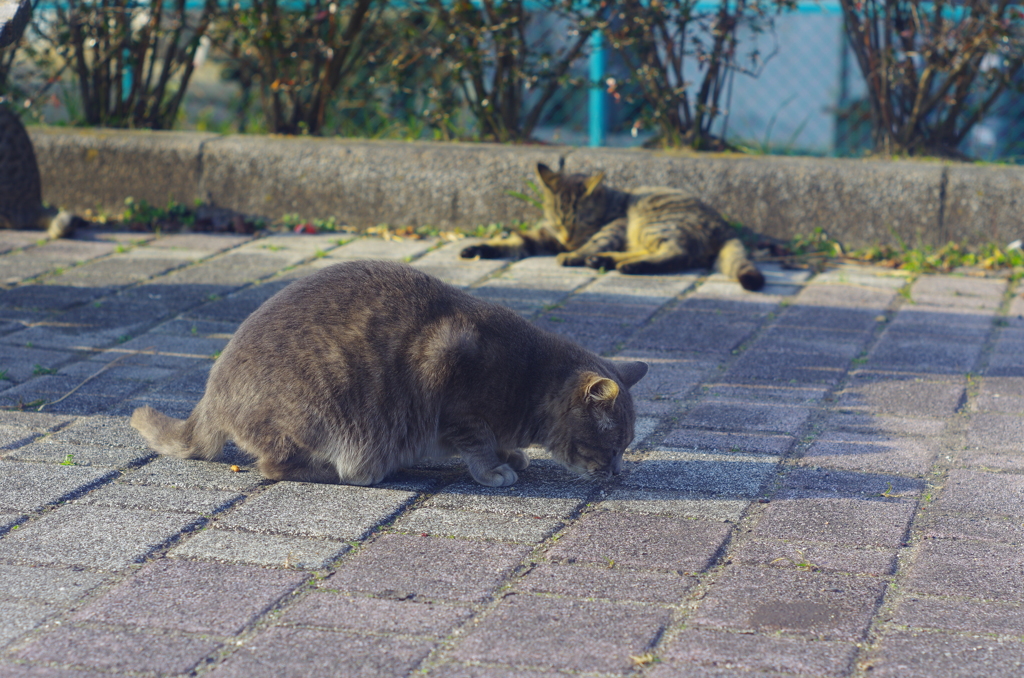 ねこさん