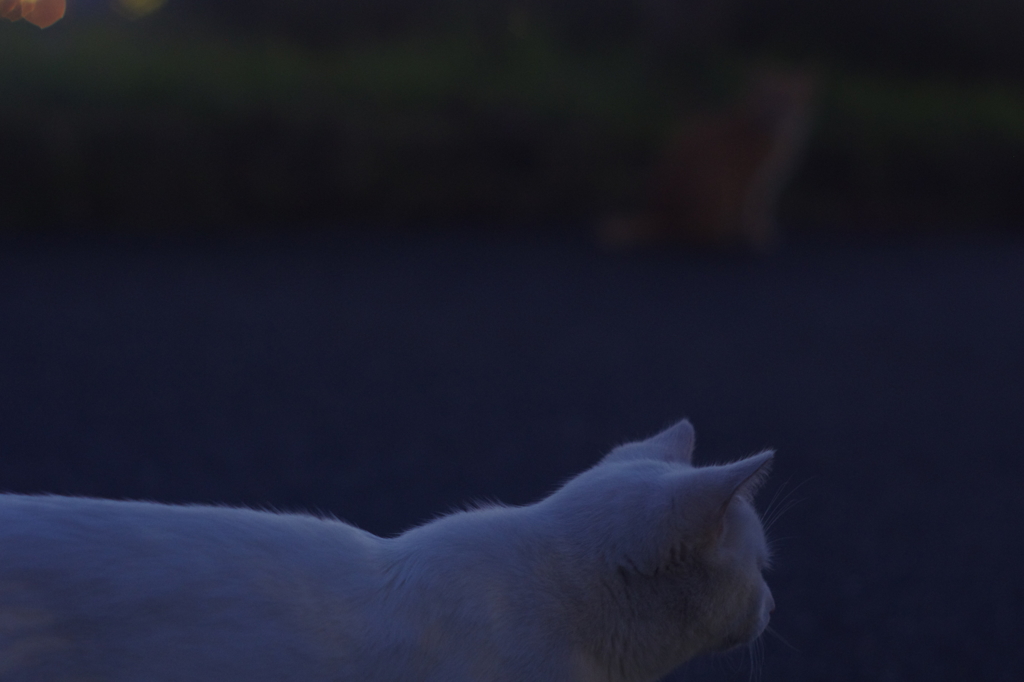 しろさん
