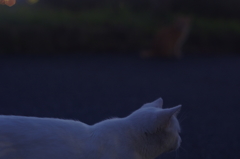 しろさん