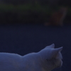 しろさん