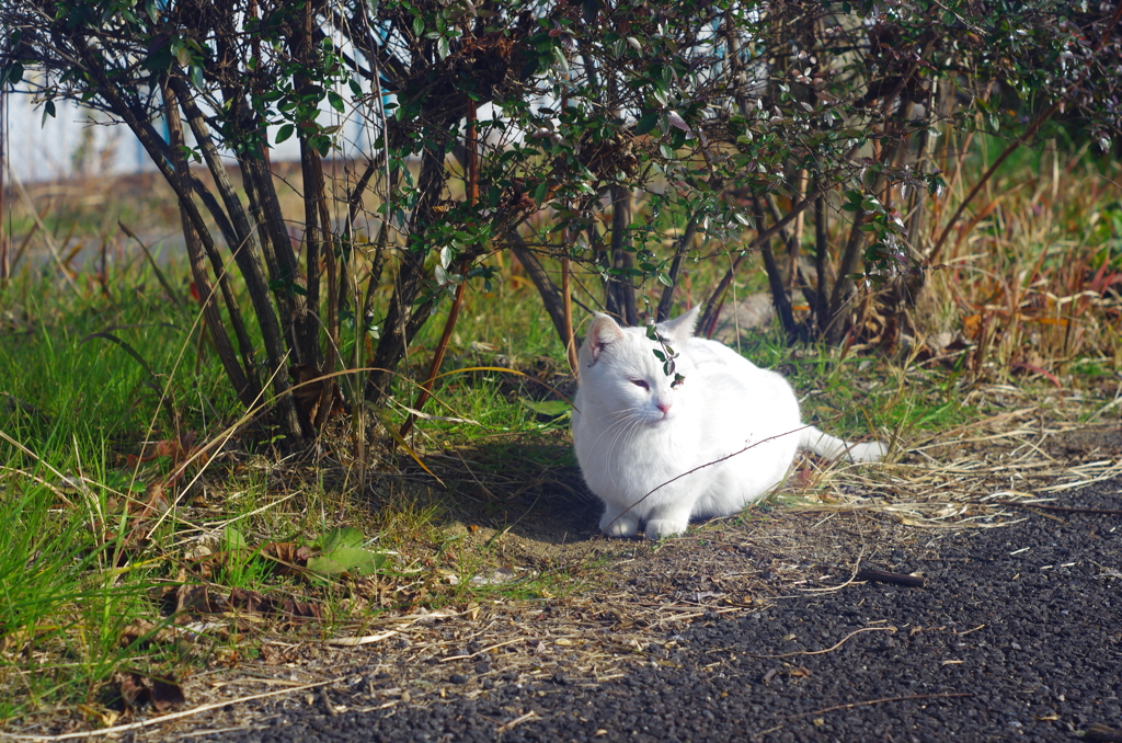 白飛びねこ_11