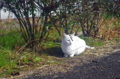 白飛びねこ_11