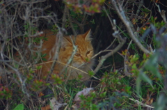 もふ野良