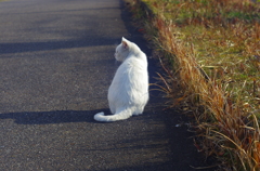 白飛びねこ_4