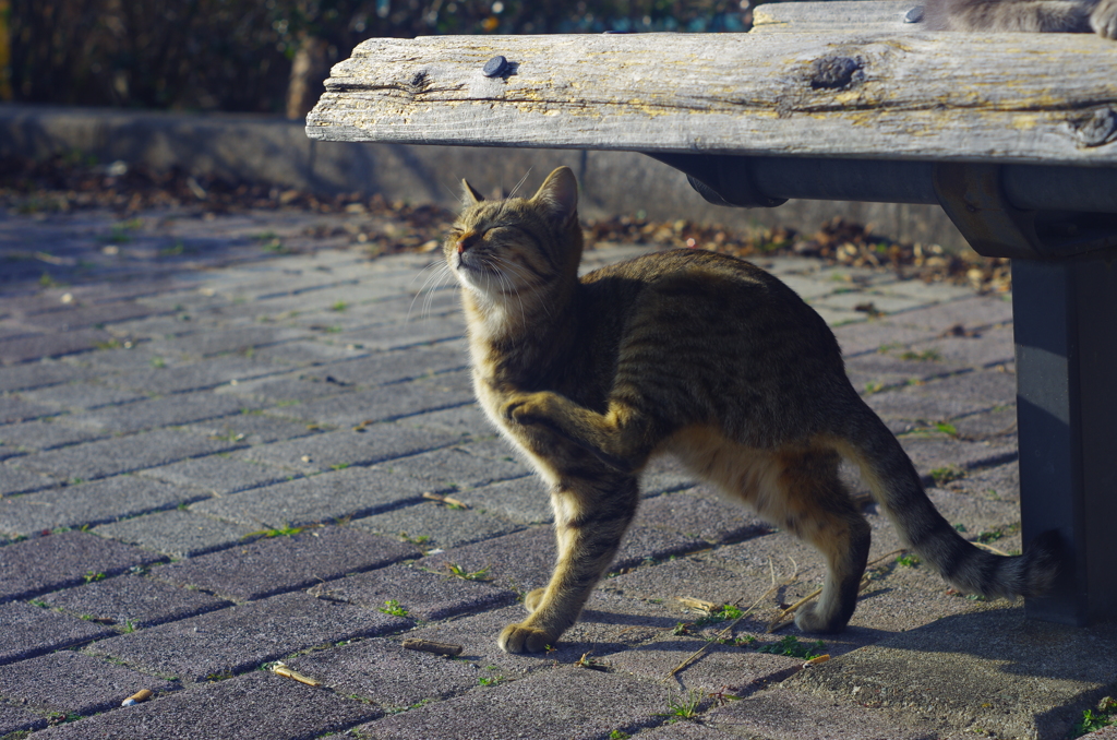 ねこさん