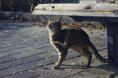 ねこさん