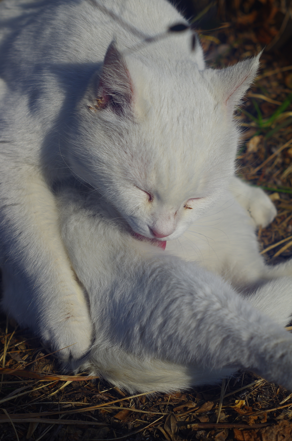 白飛びねこ_13