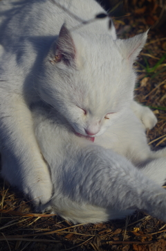 白飛びねこ_13