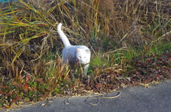 白飛びねこ_1
