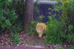 ねこさん