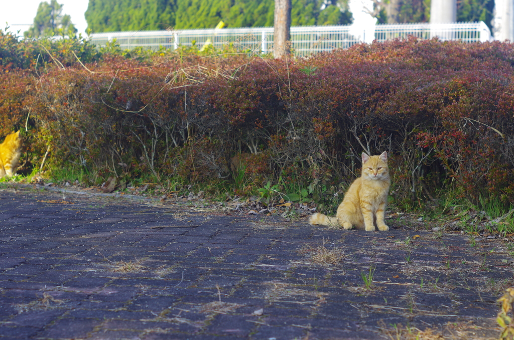 ねこさん
