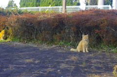 ねこさん