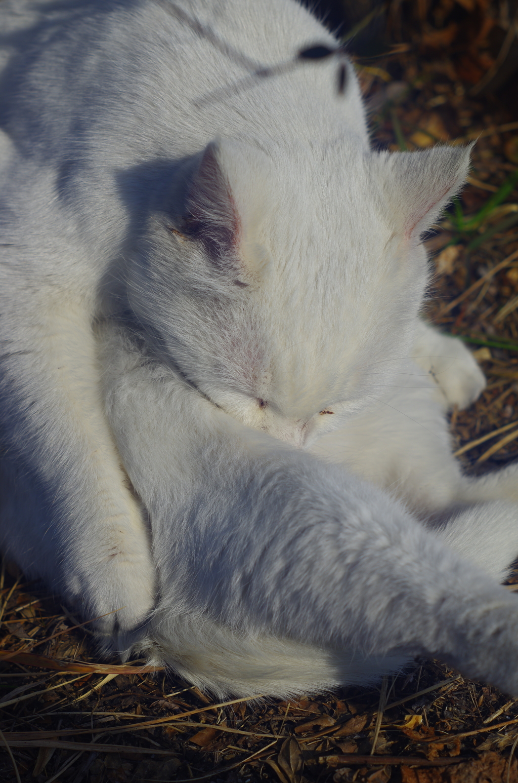 白飛びねこ_12