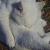 白飛びねこ_12