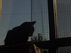 窓ねこ
