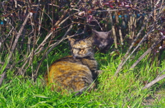 日陰ねこ_12