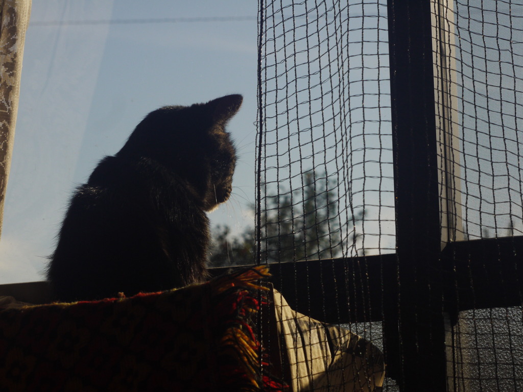 窓ねこ