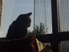 窓ねこ