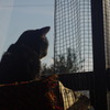 窓ねこ