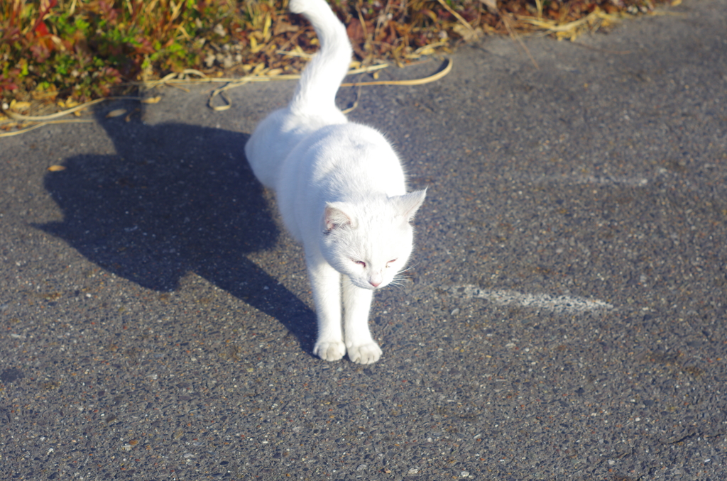 白飛びねこ_2
