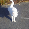 白飛びねこ_2