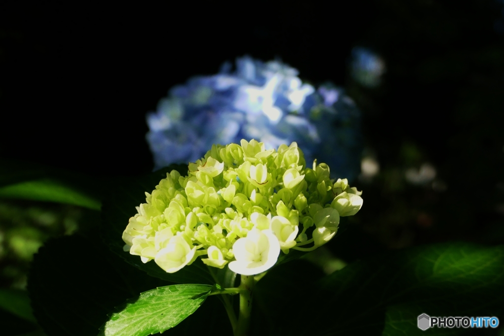 木陰で