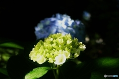 木陰で
