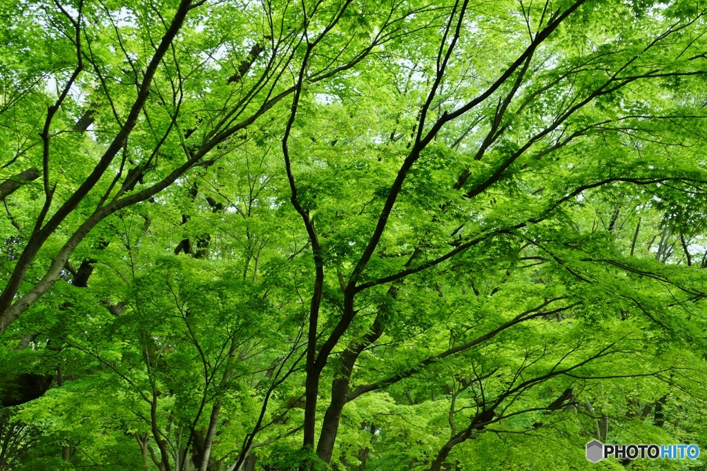 みどり
