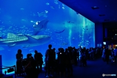 美ら海水族館