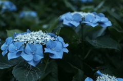 紫陽花2