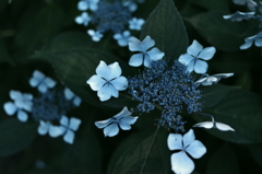 紫陽花