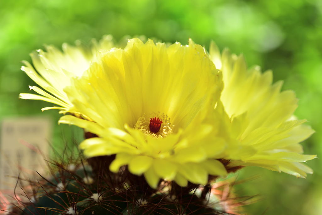 サボテンの花