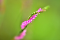 捩花(ネジバナ)
