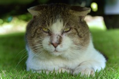 近所の野良猫