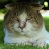 近所の野良猫