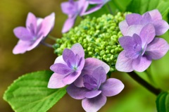 和紙の様な花びら