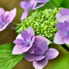和紙の様な花びら