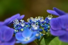 終わりかけの紫陽花 Part.1