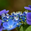 終わりかけの紫陽花 Part.1