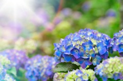 今年最後の紫陽花