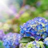 今年最後の紫陽花