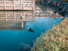亀の甲羅干し