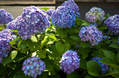 ベタに紫陽花