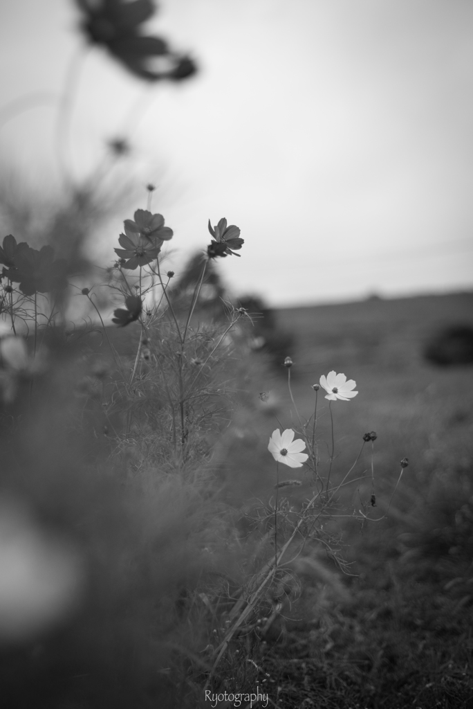 [ 秋 桜 ]