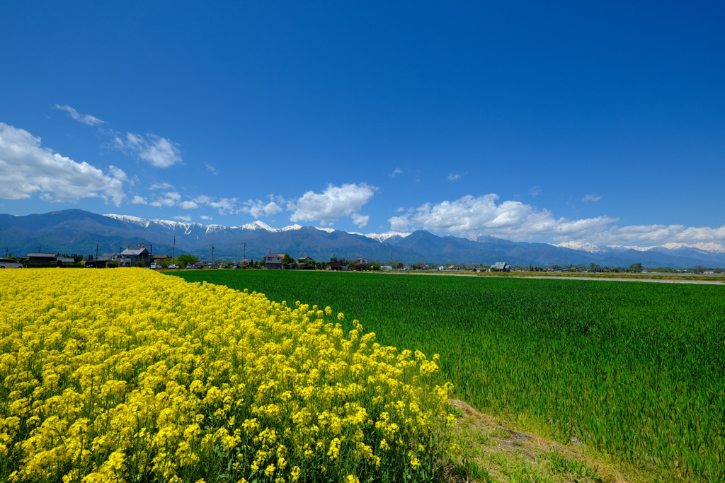 穂高連峰と菜の花畑